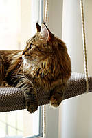 Віконна полиця для котів CAT PET FUN на гачках - біла, фото 8