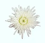 Хризантема Seaside™ (Сисайд)  розсада., фото 3