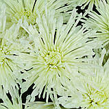 Хризантема Seaside™ (Сисайд)  розсада., фото 2