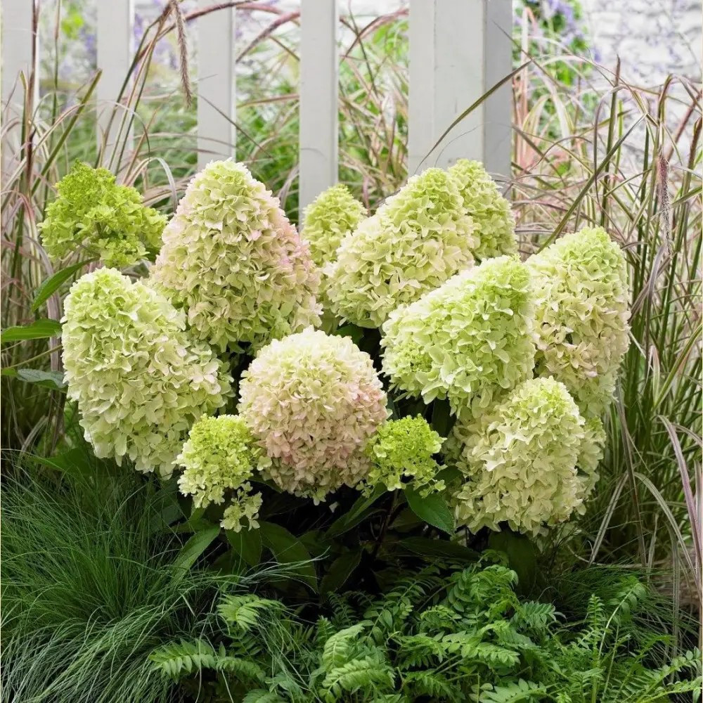 Гортензія волотиста Літл Фрайз – насичена, витривала, строкатоквітуча Р9, фото 1