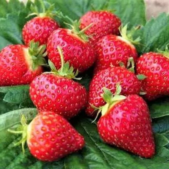 Полуниця Аріанна – насичена, стійка, плодовита, фото 1