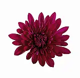 Хризантема Warsaw (Варшава) садж, фото 2