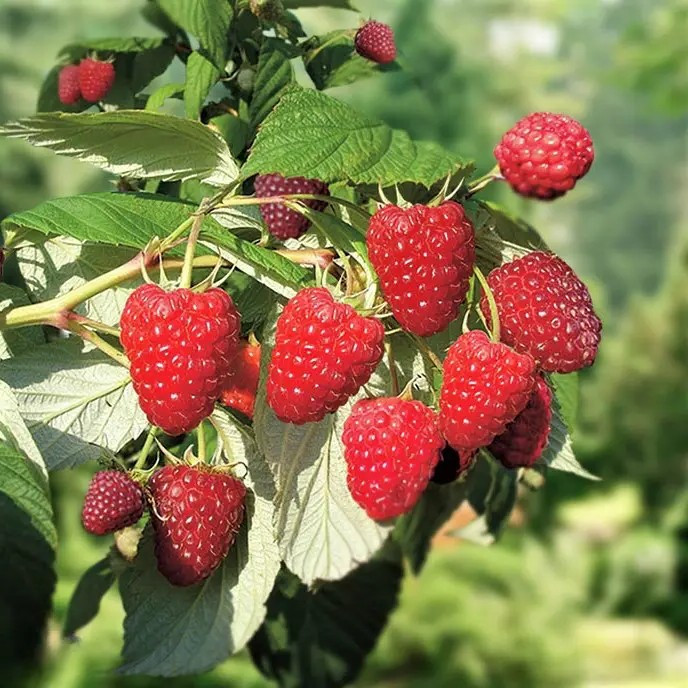 Малини Вайолет - десертна, промислова, високопродуктивна