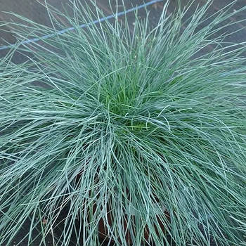 Вівсяниця сиза Компакт Блу – компактна, декоративна, стійка Р9