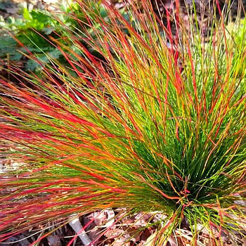 Вівсяниця Блуред – компактна, декоративна, стійка Р9