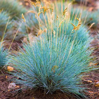 Вівсяниця Інтенс Блу – декоративна, стійка, рясноквітуча Р9