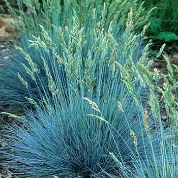 Вівсянниця сиза Еліа Блю - компактна, декоративна, стійка Р9