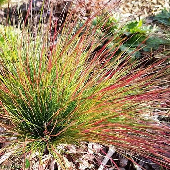 Вівсяниця Валберла (Festuca Walberla) – компактна, декоративна, стійка Р9