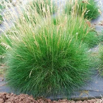 Вівсяниця Готьє – компактна, декоративна, стійка Р9