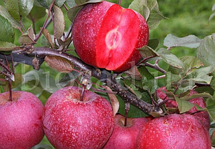 Яблуня червоном'яса Байя Маріса (Baya® Marisa), осінній сорт