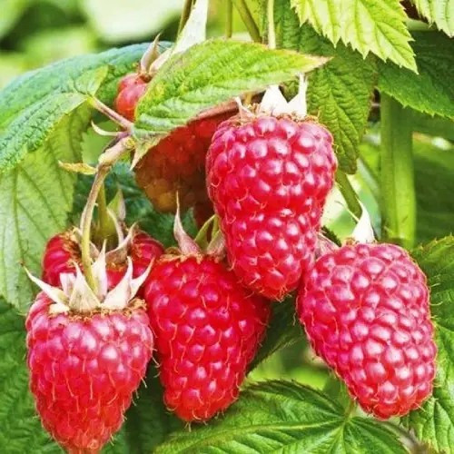 Малина Еріка - ароматна, солодка, крупноплідна, фото 1