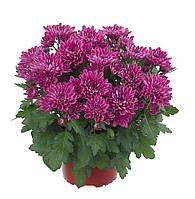 Хризантема Mount® Aubisque Purple (Обіск Фіолетовий) розсада. Польща.