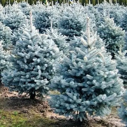 Ялина колюча блакитна Маджестік Блю (4-х річна) – ефектна, морозостійка, блакитна С3, фото 1