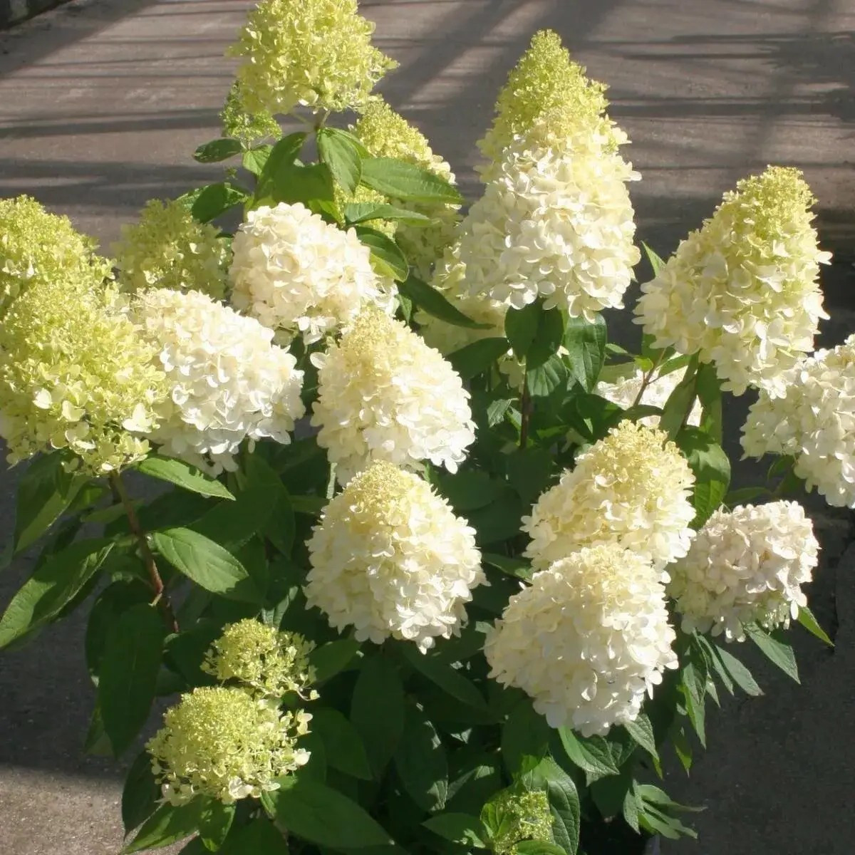 Гортензія волотиста Саммер Сноу – декоративна, компактна, рясноквітуча Р9, фото 1