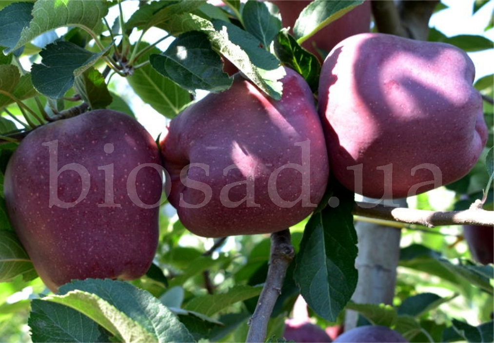 Яблуня Джеромін (Jeromine), зимовий сорт