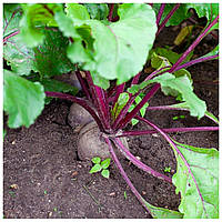 Посадка та вирощування буряків у відкритому ґрунті