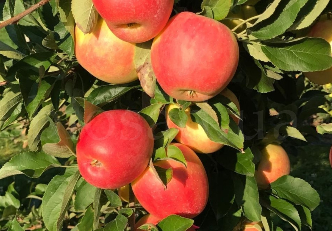 Яблуня Пінк Ластер (Pink Luster), осінній сорт