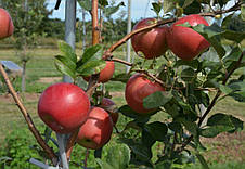 Яблуня СнепДрегон (SnapDragon), осінній сорт (преміум-класу), фото 3