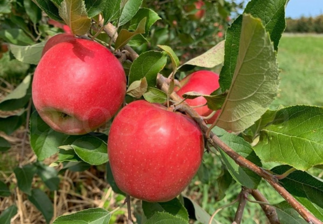 Яблуня СнепДрегон (SnapDragon), осінній сорт (преміум-класу)