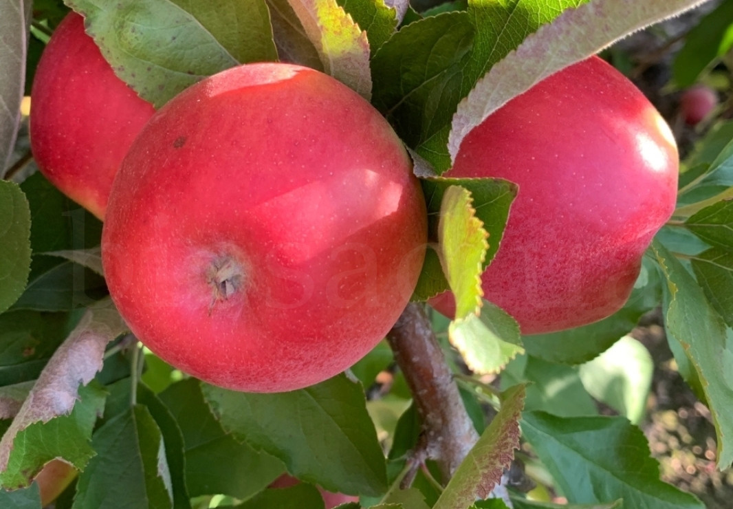 Яблуня Амброзія (Ambrosia), зимовий сорт