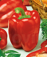 Насіння перець Каліфорнійське диво 0.3 г