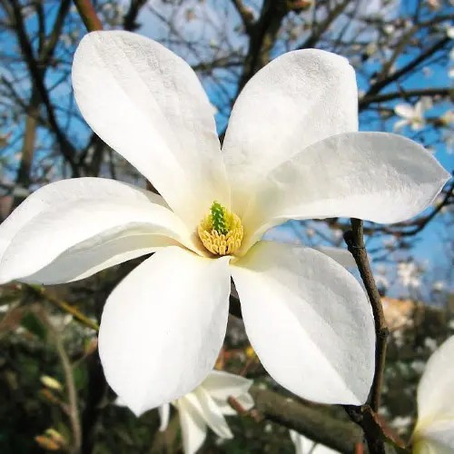 Магнолія Кобус – морозостійка, ароматна, декоративна P9, фото 1