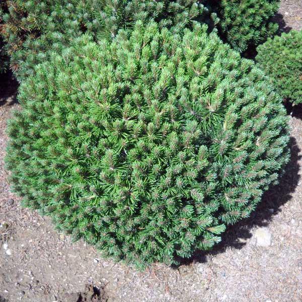 Сосна гірська Mini Mops 3 річна, Сосна горная Мини Мопс, Pinus mugo Mini Mops