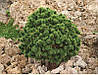 Сосна гірська Mini Mops 3 річна, Сосна горная Мини Мопс, Pinus mugo Mini Mops, фото 9
