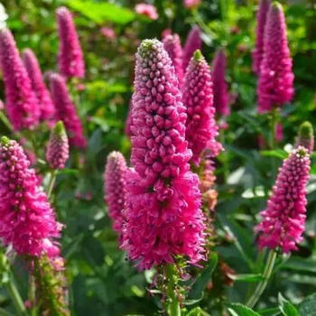 Вероніка Ферст Лав – компактна, яскравоквітуча, невибаглива P9