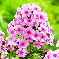 Флокс Bright Eyes(відкритий корінь)