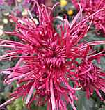 Хризантема Schang (Шанг) садж, фото 2