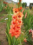 Гладіолус Orange Juice 10/12, фото 2