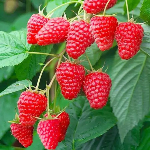 Малина Туламін - корисна, крупноплідна, ароматна, фото 1