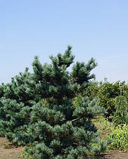 Сосна дрібноквіткова Negishi 2 річна, Сосна мелкоцветная Негиши, Pinus parviflora Negishi, фото 4