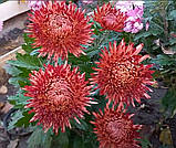 Хризантема Azadi (Азаді ) садж, фото 3