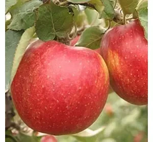 Секаї Ши (Sekaiichi)  зимовий сорт