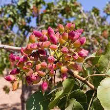 Фісташка "Амелія"