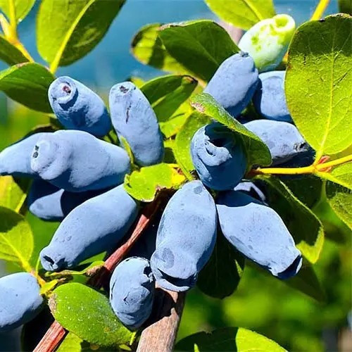 Жимолость їстівна Аврора — компактна, солодка, морозостійка, фото 1