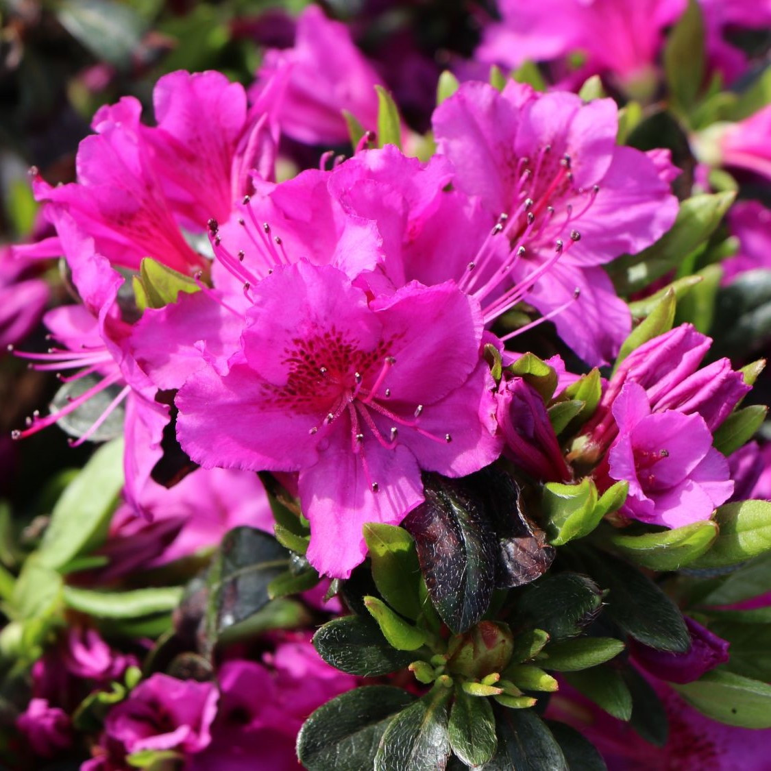 Азалія японська (рододендрон) Кьонінгштайн (Azalea japanese Königstein) Р9, фото 1