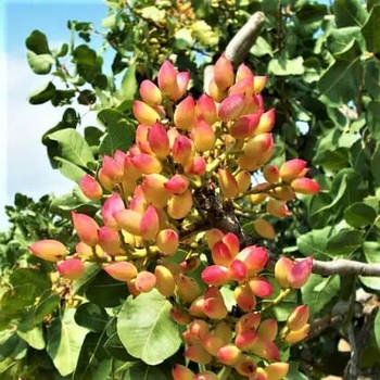 Фісташка Акбарі – врожайна, морозостійка, великоплідна