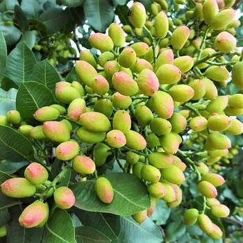 Фісташка Кале Гучі – крупна, смачна, кругла