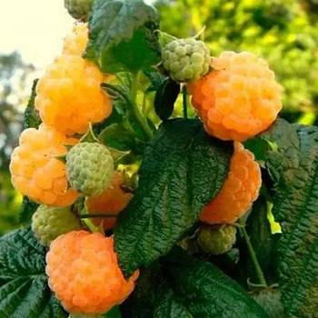 Малина Ярославна – середньостигла, солодка, крупноплідна