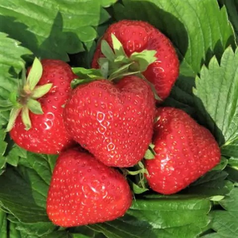 Полуниця Делі – десертна, великоплідна, транспортабельна, фото 1