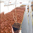 Саджанці Бузку Пам'ять про Вавілова (Syringa Pamiec o Wawilowie) P9, фото 2