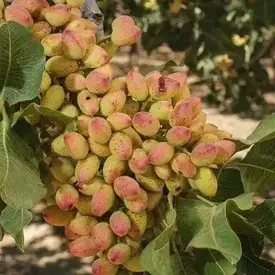 Новый калифорнийский сорт фисташки Керман