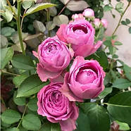 Троянда Лавандер Лейс — спрейна, ніжно-рожева, повторноквітуча, фото 2