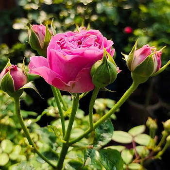 Троянда Місті Бабблс — компактна, піоновидна, рясноквітуча