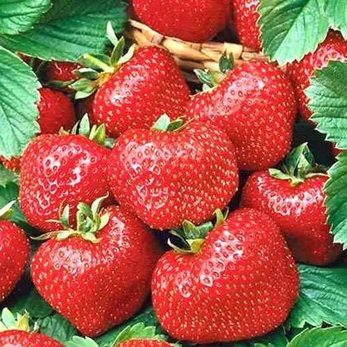 Полуниця (розсада) Міс Всесвіт -вітамінна, солодка, крупноплідна, фото 1