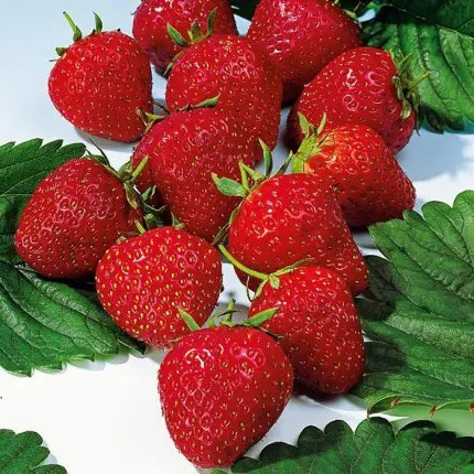 Полуниця (розсада) Ельвіра  - ультрарання, солодка, високоврожайна, фото 1