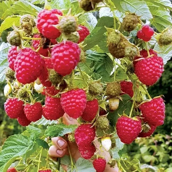 Малина Тадмор - солодка, крупноплідна, врожайна, фото 1